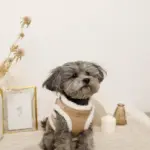 エコレザーボアMIXハーネス+リードSET【名入れ刺繍対応】 - 画像 (8)