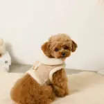 ムートン風ハーネス+リードSET【名入れ刺繍対応】 - 画像 (5)