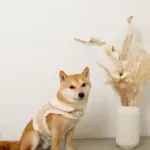 ムートン風ハーネス+リードSET【名入れ刺繍対応】 - 画像 (8)