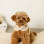 ムートン風ハーネス+リードSET【名入れ刺繍対応】 - 画像 (9)