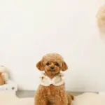 ムートン風ハーネス+リードSET【名入れ刺繍対応】 - 画像 (10)