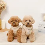 ひつじさん柄ハーネス＋リードSET【名入れ刺繍対応】 - 画像 (2)