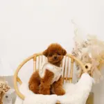 ひつじさん柄ハーネス＋リードSET【名入れ刺繍対応】 - 画像 (3)