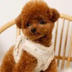 ひつじさん柄ハーネス＋リードSET【名入れ刺繍対応】 - 画像 (4)