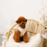 ひつじさん柄ハーネス＋リードSET【名入れ刺繍対応】 - 画像 (5)