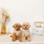 ひつじさん柄ハーネス＋リードSET【名入れ刺繍対応】 - 画像 (6)