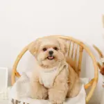 ひつじさん柄ハーネス＋リードSET【名入れ刺繍対応】 - 画像 (7)