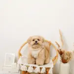 ひつじさん柄ハーネス＋リードSET【名入れ刺繍対応】 - 画像 (8)