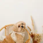 ひつじさん柄ハーネス＋リードSET【名入れ刺繍対応】 - 画像 (9)