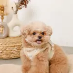 ひつじさん柄ハーネス＋リードSET【名入れ刺繍対応】 - 画像 (10)