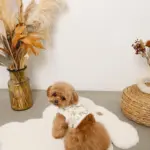 スカラップカラー花柄キルティングハーネス+リードSET【名入れ刺繍対応】 - 画像 (3)