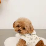 スカラップカラー花柄キルティングハーネス+リードSET【名入れ刺繍対応】 - 画像 (5)