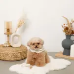 スカラップカラー花柄キルティングハーネス+リードSET【名入れ刺繍対応】 - 画像 (7)