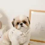 スカラップカラー花柄キルティングハーネス+リードSET【名入れ刺繍対応】 - 画像 (9)