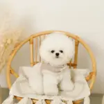 ボアウールハーネス - 画像 (3)