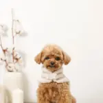 ボアウールハーネス - 画像 (4)