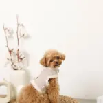 ボアウールハーネス - 画像 (8)