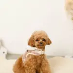 ファーフード付チェックハーネス+リードSET【名入れ刺繍対応】 - 画像 (2)