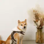 ファーフード付チェックハーネス+リードSET【名入れ刺繍対応】 - 画像 (4)