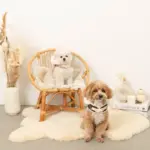 ファーフード付チェックハーネス+リードSET【名入れ刺繍対応】 - 画像 (5)