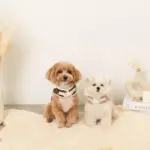 ファーフード付チェックハーネス+リードSET【名入れ刺繍対応】 - 画像 (7)