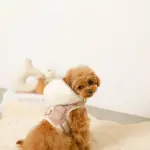 ファーフード付チェックハーネス+リードSET【名入れ刺繍対応】 - 画像 (9)