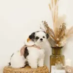 ファーフード付チェックハーネス+リードSET【名入れ刺繍対応】 - 画像 (10)