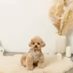 キルティングボアハーネス+リードSET【名入れ刺繍対応】 - 画像 (4)