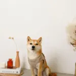 キルティングボアハーネス+リードSET【名入れ刺繍対応】 - 画像 (5)