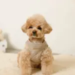 キルティングボアハーネス+リードSET【名入れ刺繍対応】 - 画像 (6)