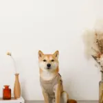 キルティングボアハーネス+リードSET【名入れ刺繍対応】 - 画像 (7)