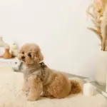 キルティングボアハーネス+リードSET【名入れ刺繍対応】 - 画像 (8)