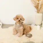 キルティングボアハーネス+リードSET【名入れ刺繍対応】 - 画像 (9)