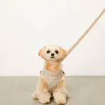 キルティングボアハーネス+リードSET【名入れ刺繍対応】 - 画像 (10)