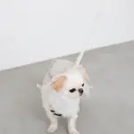 ニュアンスカラーリュックハーネス【名入れ刺繍対応】 - 画像 (6)