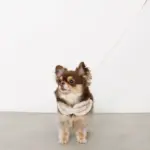 チェック×ファーハーネス - 画像 (3)