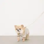 マクラメエコレザーリード - 画像 (9)