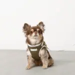 冷感メッシュハーネス+リードSET【名入れ刺繍対応】 - 画像 (5)