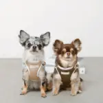 冷感メッシュハーネス+リードSET【名入れ刺繍対応】 - 画像 (6)