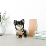 冷感メッシュハーネス+リードSET【名入れ刺繍対応】 - 画像 (7)