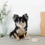 冷感メッシュハーネス+リードSET【名入れ刺繍対応】 - 画像 (9)