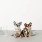 冷感メッシュハーネス+リードSET【名入れ刺繍対応】 - 画像 (10)