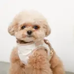 tomboniaコラボハーネス+リードSET【名入れ刺繍対応】 - 画像 (2)