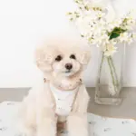 tomboniaコラボハーネス+リードSET【名入れ刺繍対応】 - 画像 (3)