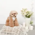 tomboniaコラボハーネス+リードSET【名入れ刺繍対応】 - 画像 (6)