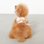 tomboniaコラボハーネス+リードSET【名入れ刺繍対応】 - 画像 (9)