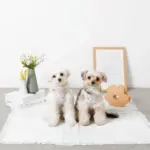 ぽこぽこハーネス+リードSET【名入れ刺繍対応】 - 画像 (6)