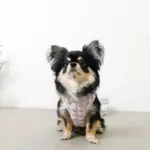 ぽこぽこハーネス+リードSET【名入れ刺繍対応】 - 画像 (7)