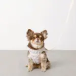 ぽこぽこハーネス+リードSET【名入れ刺繍対応】 - 画像 (8)