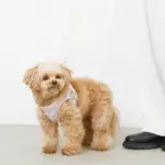 ぽこぽこハーネス+リードSET【名入れ刺繍対応】 - 画像 (9)